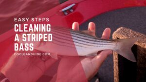Cleaning a Striped Bass